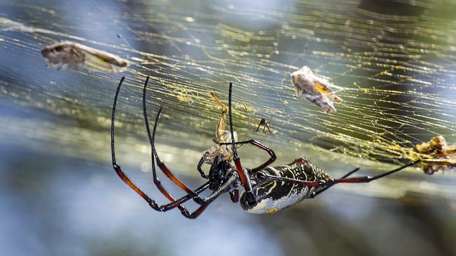 Unglaubliche Spinnen - Filmfotos