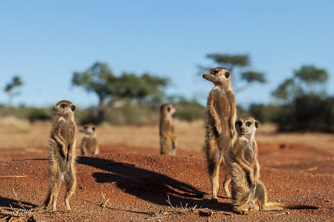 Kalahari Meerkats - Photos