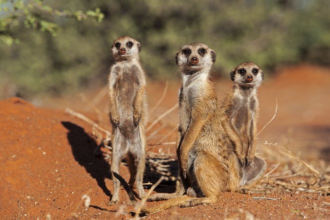 Kalahari Meerkats - Kuvat elokuvasta