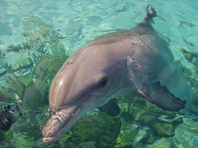 A természeti világ - Saved by dolphins - Filmfotók