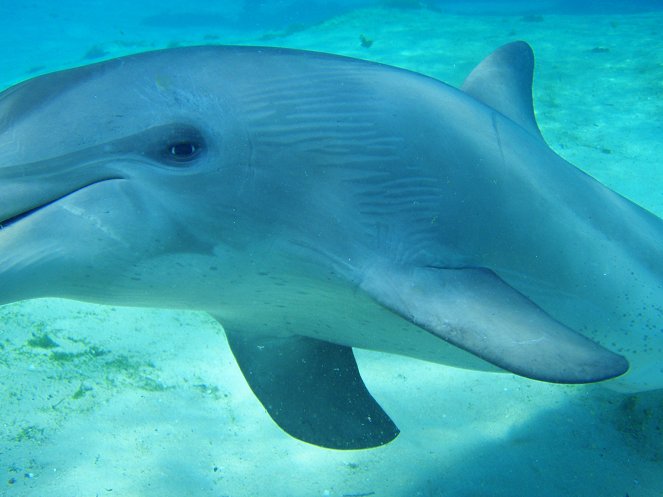 Natural World - Season 26 - Saved by Dolphins - Tierische Rettungsschwimmer - Filmfotos