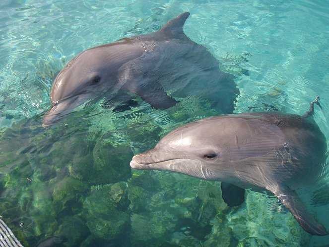 The Natural World - Season 26 - Saved by dolphins - Photos