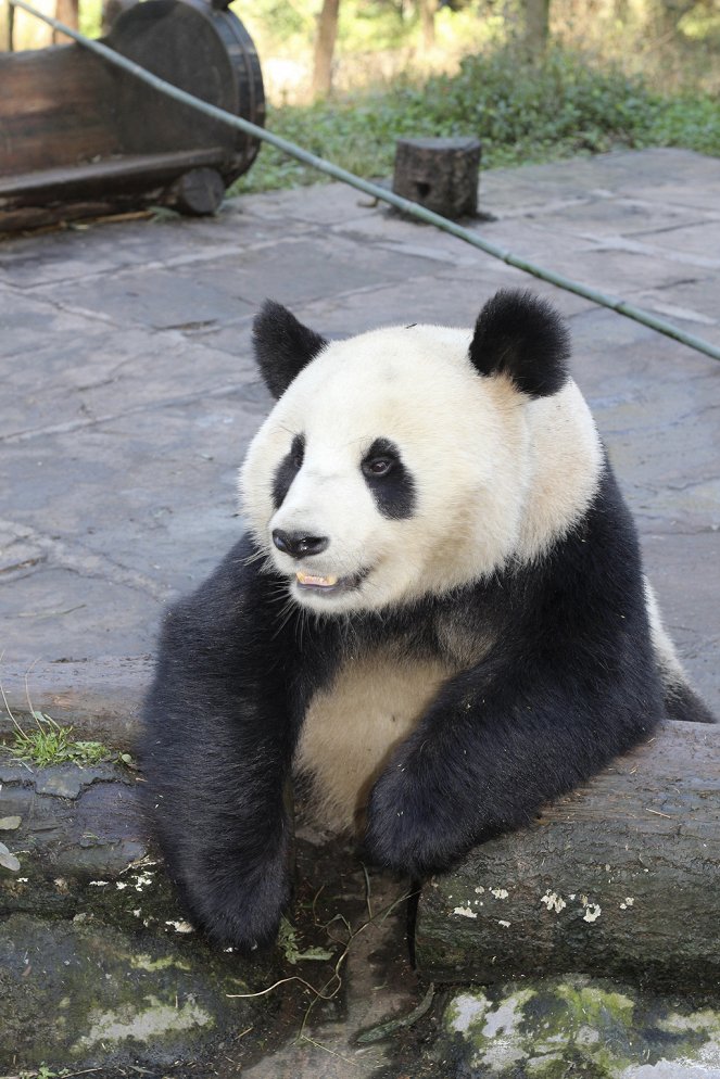 Wild About Pandas - Z filmu