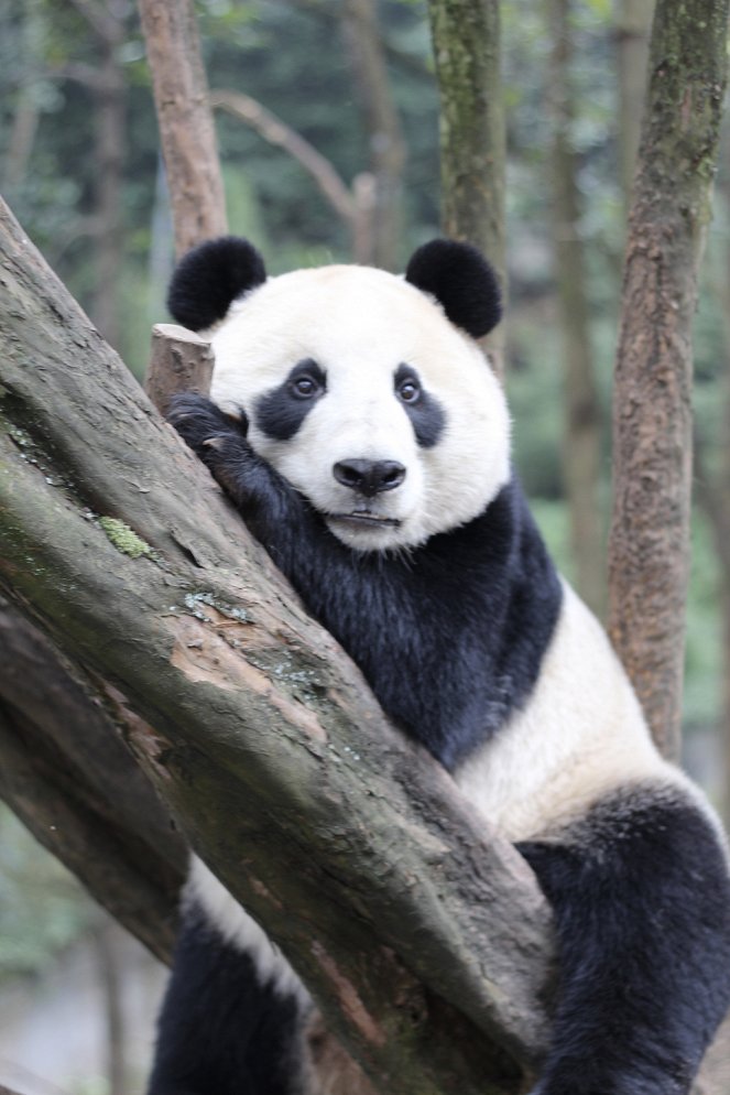 Wild About Pandas - Filmfotók