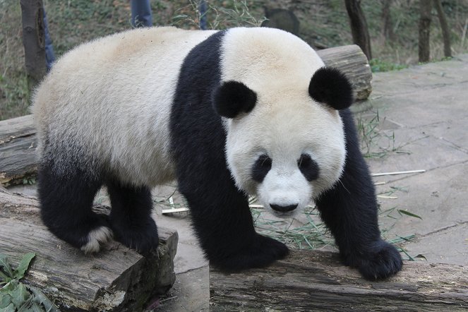 Wild About Pandas - Z filmu