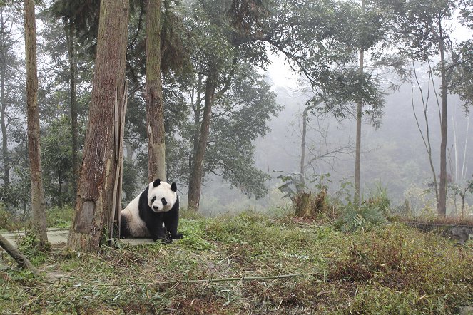 Wild About Pandas - Film