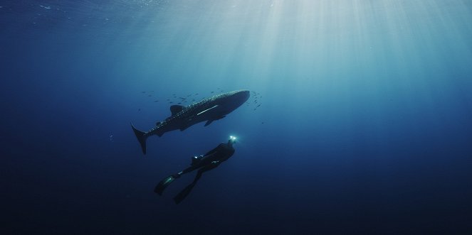 L'odyssée des monstres marins (Swimming with Legends) - Van film