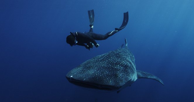L'odyssée des monstres marins (Swimming with Legends) - Photos
