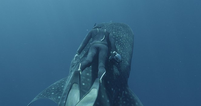 L'odyssée des monstres marins (Swimming with Legends) - De la película
