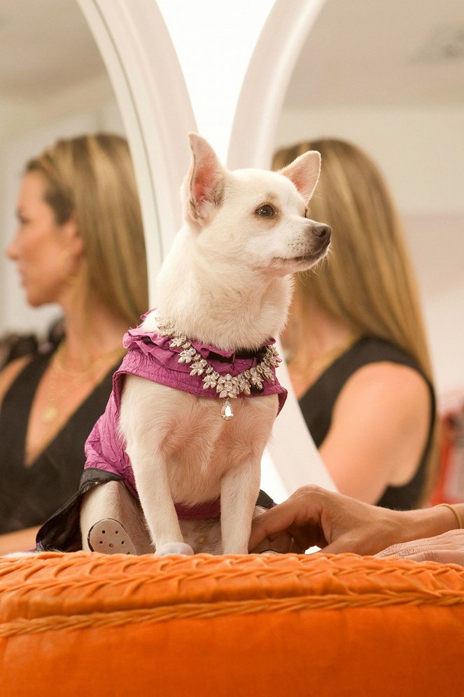 Beverly Hills Chihuahua - Photos