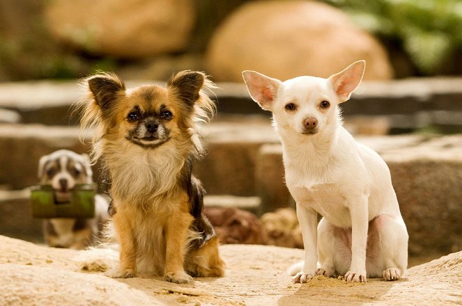Le Chihuahua de Beverly Hills - Film