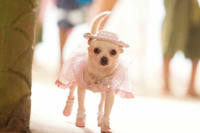 Le Chihuahua de Beverly Hills - Film