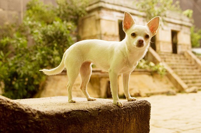Beverly Hills Chihuahua - Do filme