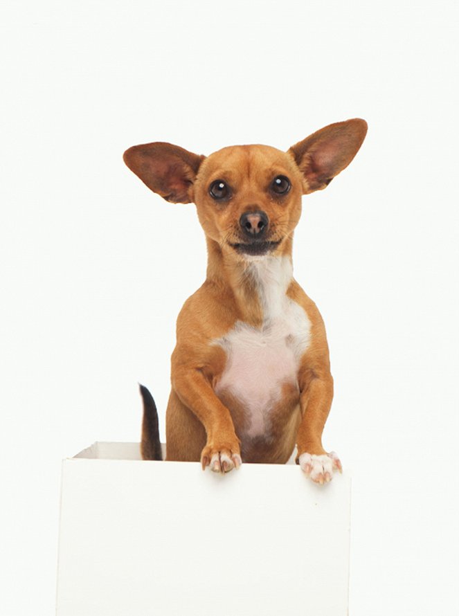 Le Chihuahua de Beverly Hills - Promo