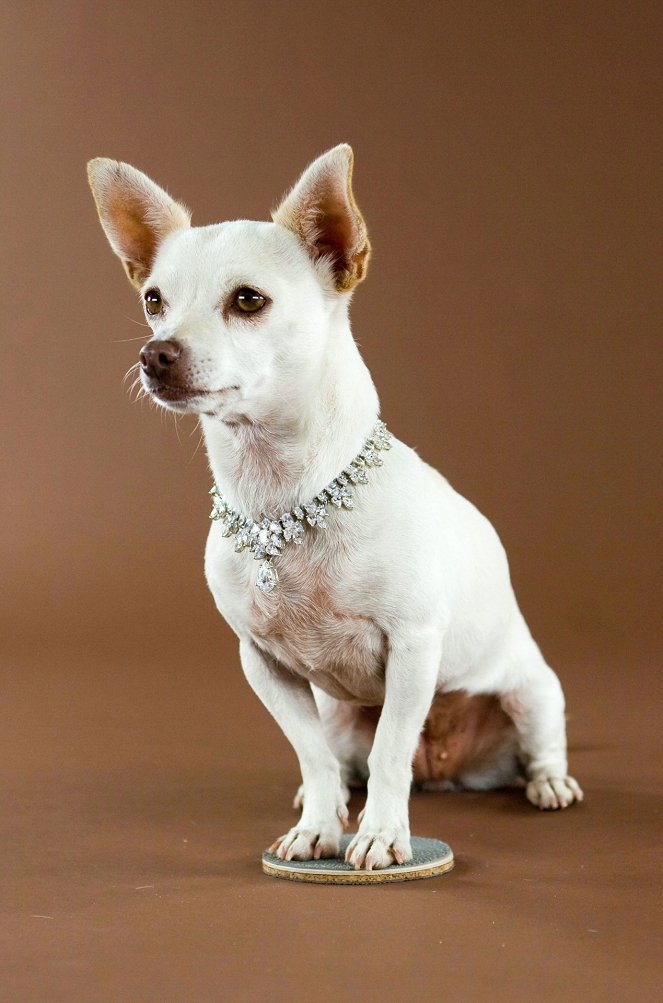 Beverly Hills Chihuahua - Werbefoto