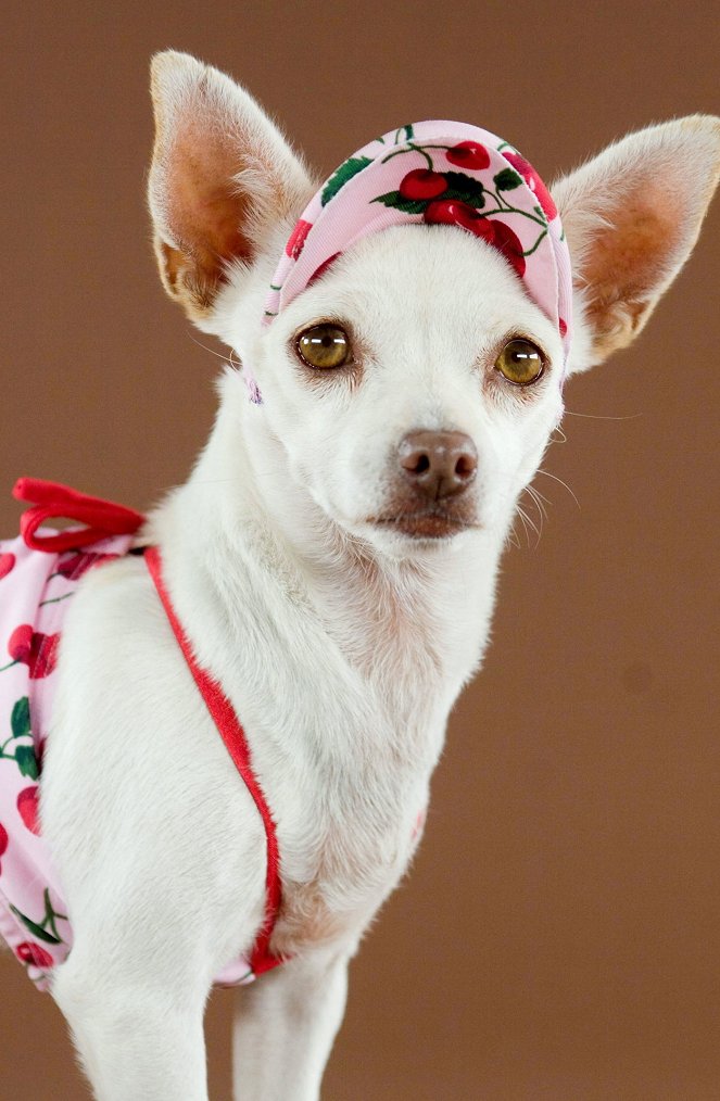 Beverly Hills Chihuahua - Werbefoto