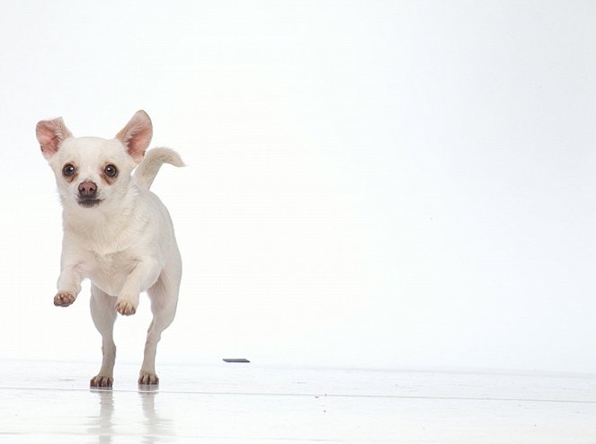 Le Chihuahua de Beverly Hills - Promo