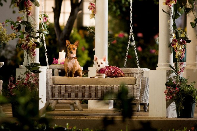 Un chihuahua en Beverly Hills - De la película
