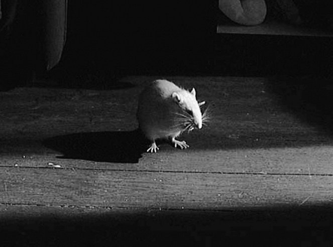Der Rattenkönig - Filmfotos