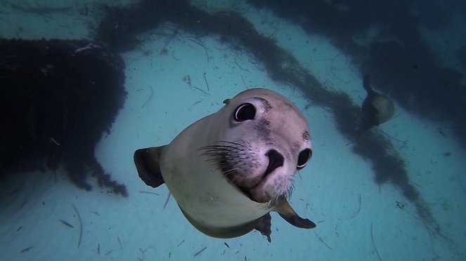 Amazing Animal Selfies - Film