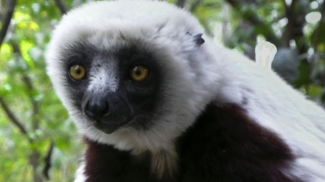 Madagascar: Legends Of Lemur Island - Filmfotók
