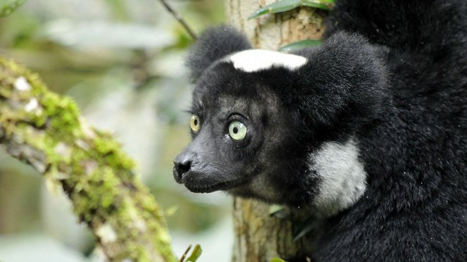 Madagascar: Legends Of Lemur Island - Z filmu