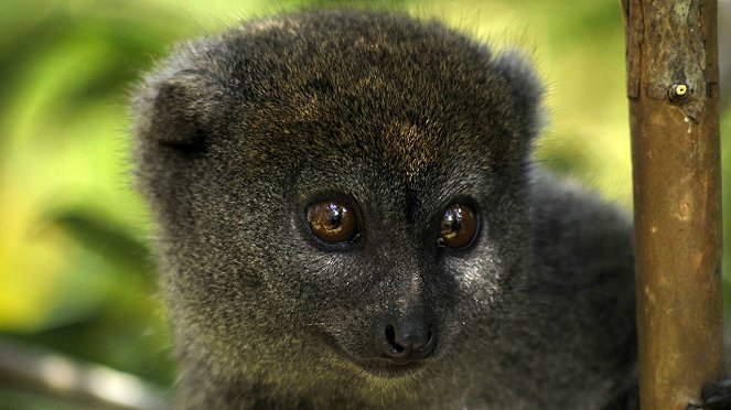 Madagaskar: Insel der Lemuren - Filmfotos