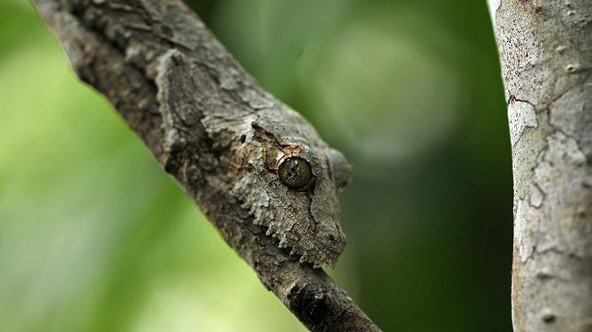 Madagaskar: Insel der Lemuren - Filmfotos