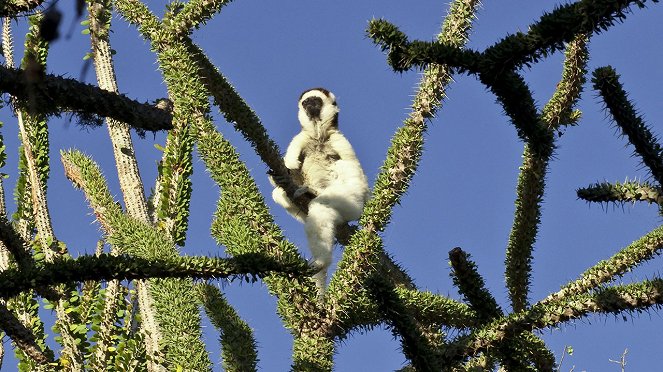 Madagascar: Legends Of Lemur Island - Kuvat elokuvasta