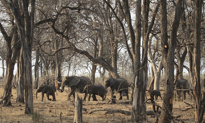 Der lange Marsch der Elefanten - Filmfotos