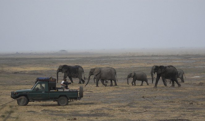 Elephants - The Long Walk Home - Photos