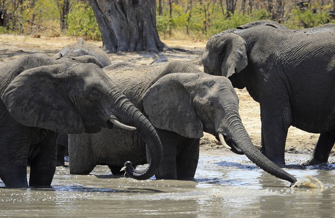 Der lange Marsch der Elefanten - Filmfotos