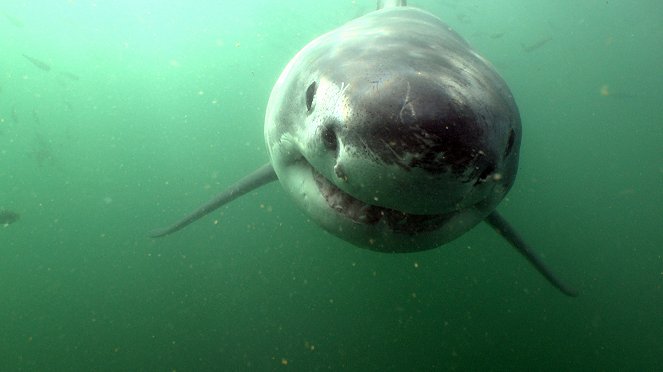 Giganten der Tierwelt - Filmfotos