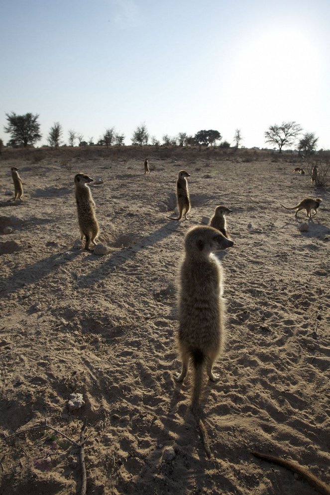 Svět přírody - Meerkats: Secrets of an Animal Superstar - Z filmu