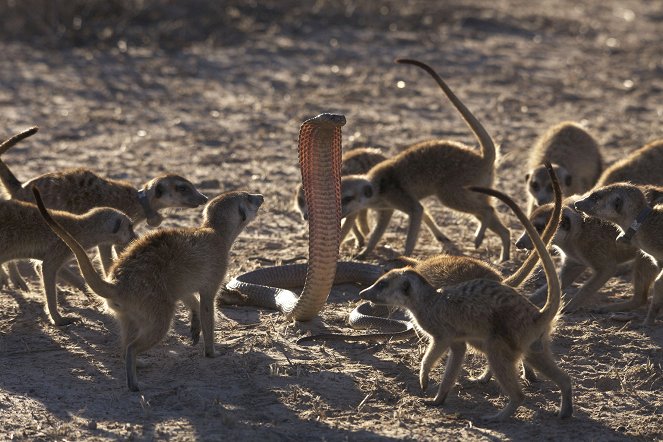 The Natural World - Meerkats: Secrets of an Animal Superstar - Do filme