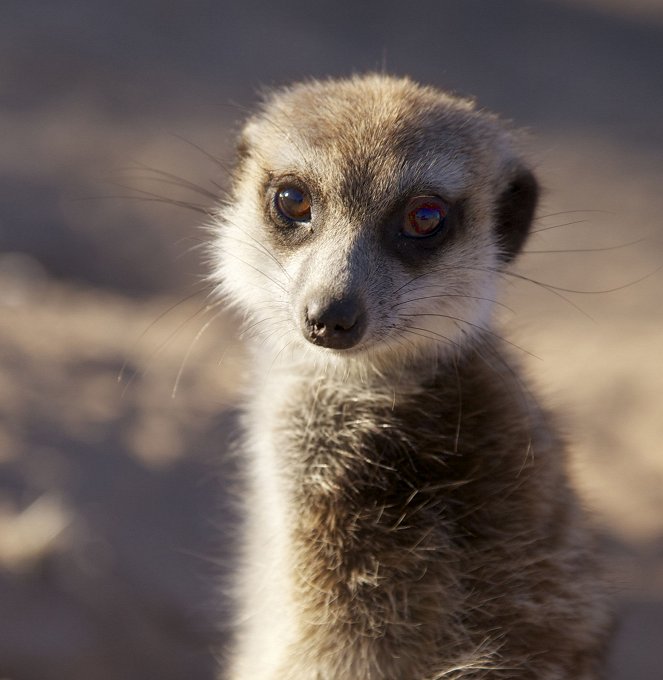 Prirodzený svet - Season 32 - Meerkats: Secrets of an Animal Superstar - Z filmu