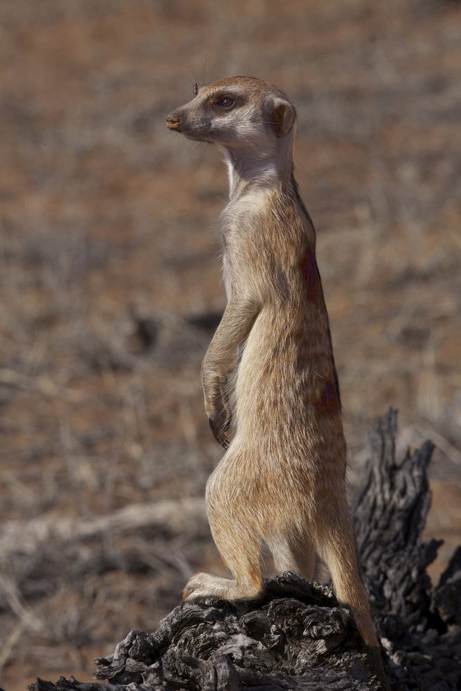 The Natural World - Meerkats: Secrets of an Animal Superstar - Film