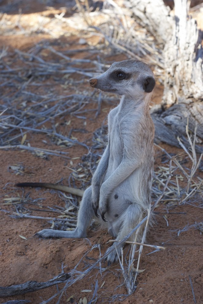 The Natural World - Season 32 - Meerkats: Secrets of an Animal Superstar - Photos