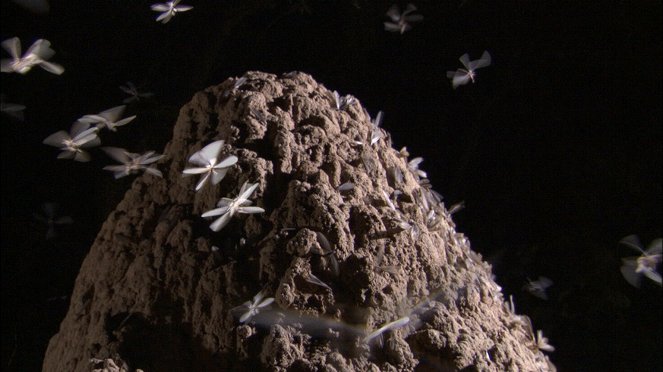 Svět přírody - Série 24 - Mravenci útočí - Z filmu