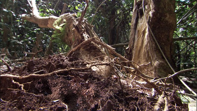 The Natural World - Ant Attack - Photos