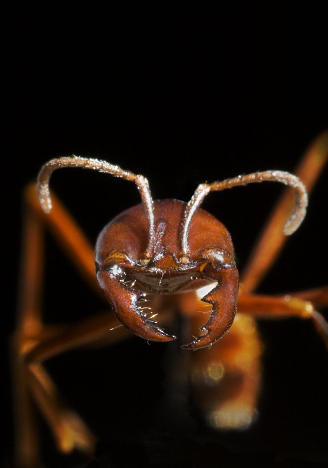 Prirodzený svet - Season 24 - Mravenci útočí - Z filmu