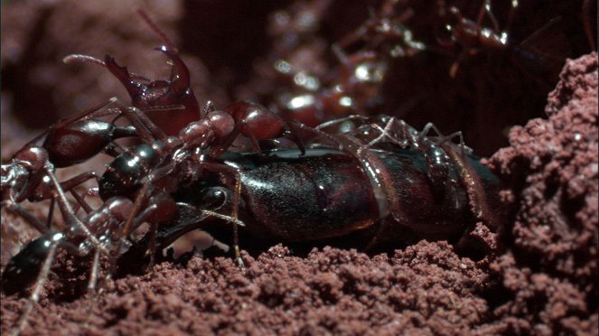 The Natural World - Season 24 - Ant Attack - Photos
