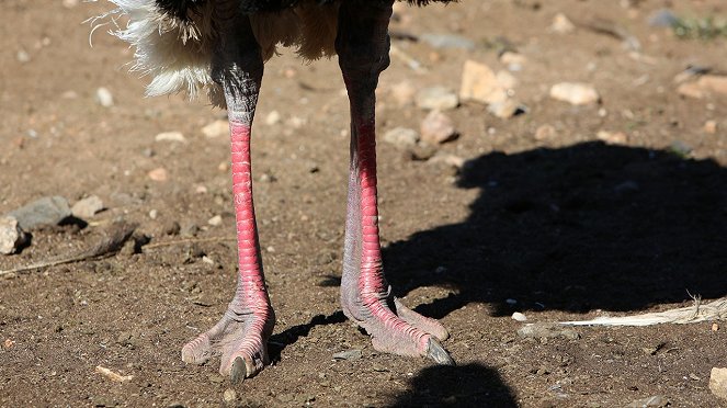 Ostrich – A Life on the Run - Photos