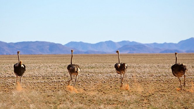 Struccok – a sivatag túlélőművészei - Filmfotók