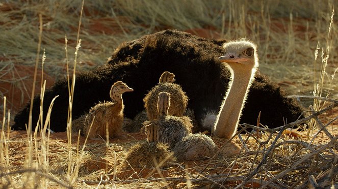 Struccok – a sivatag túlélőművészei - Filmfotók