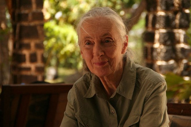 Jane's Journey - Die Lebensreise der Jane Goodall - Filmfotos