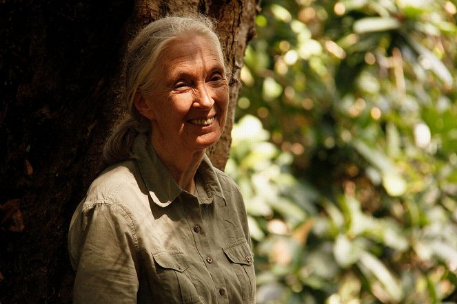 Jane Goodall utazása - Filmfotók
