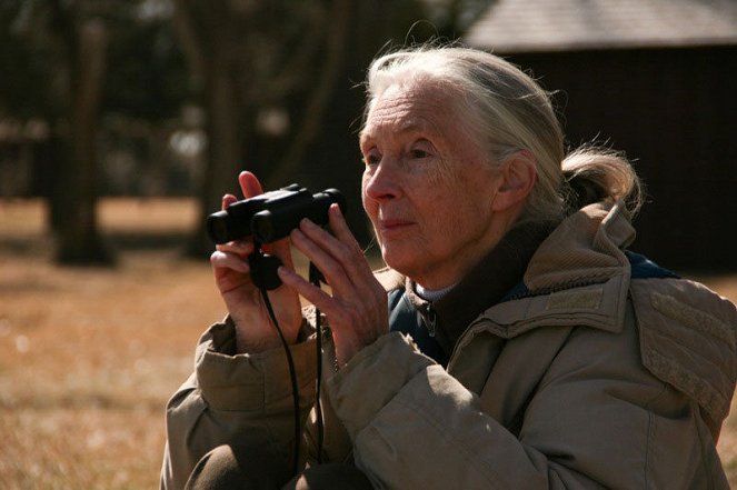 Jane Goodall : Retour à Gombe - Film