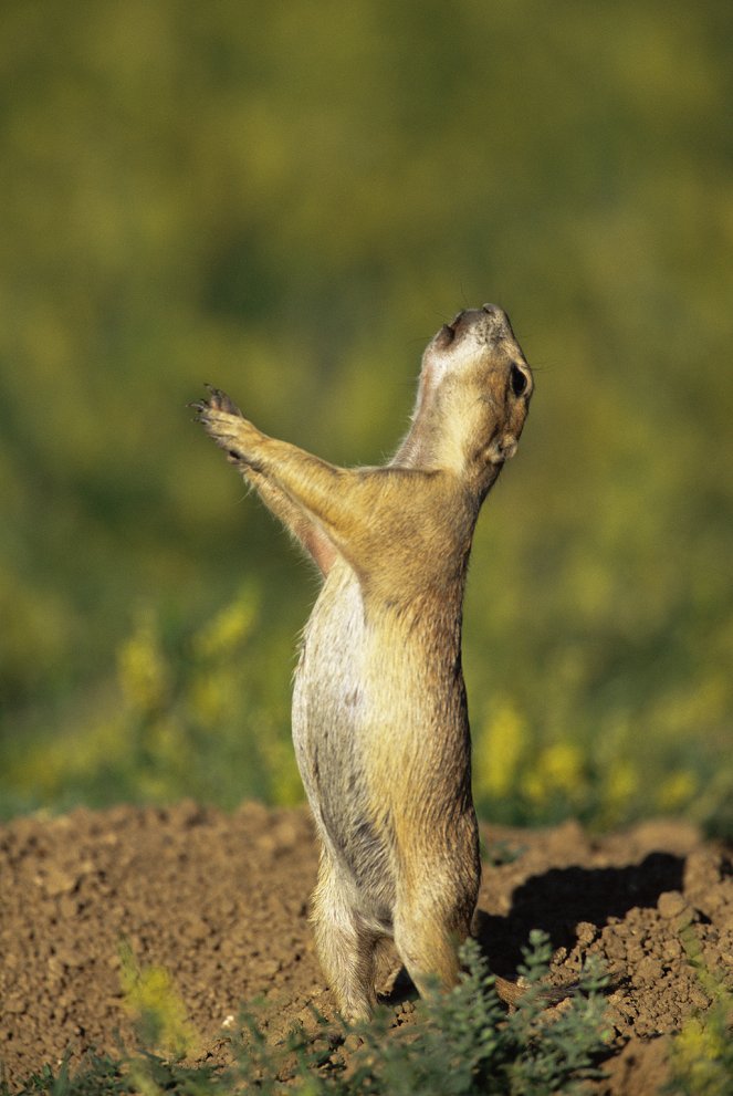 The Natural World - Season 28 - Prairie Dogs: The Talk of the Town - Photos