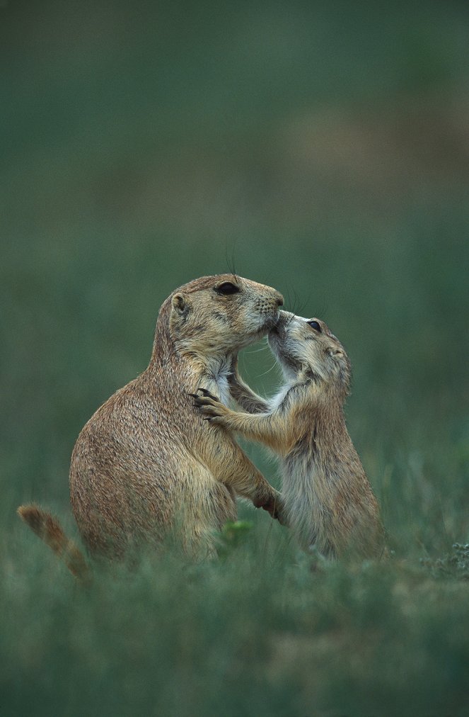 The Natural World - Prairie Dogs: The Talk of the Town - Van film